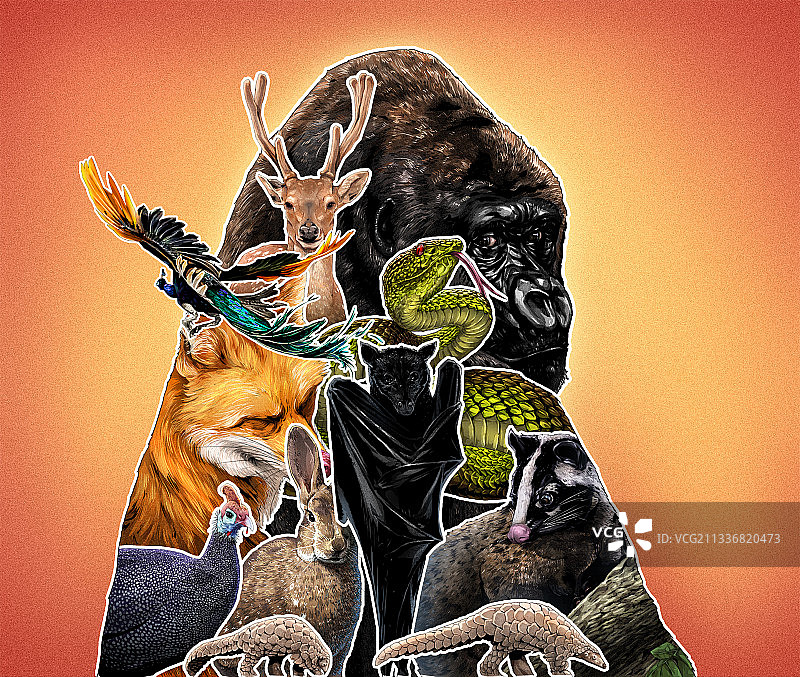 保护野生动物图片素材