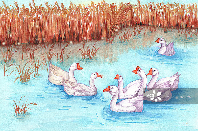 芦苇河塘图片素材