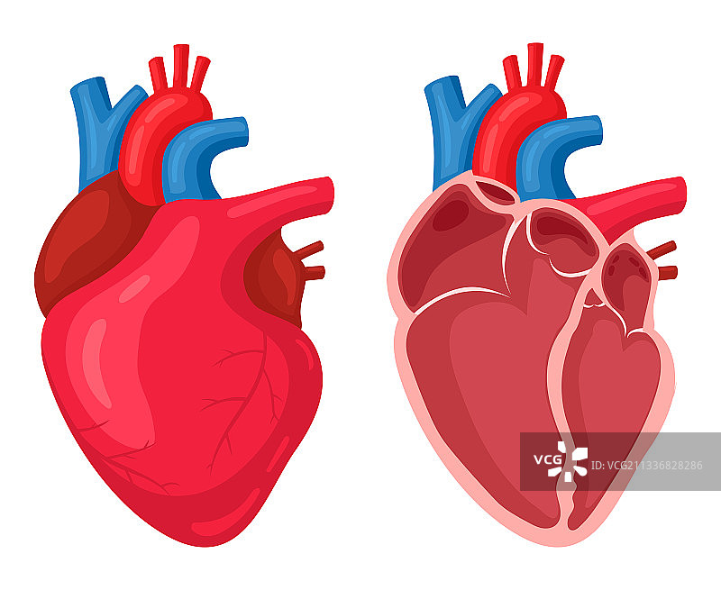 人体心脏肌肉解剖结构图片素材