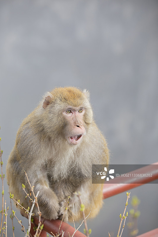 十分生气的猴子图片素材