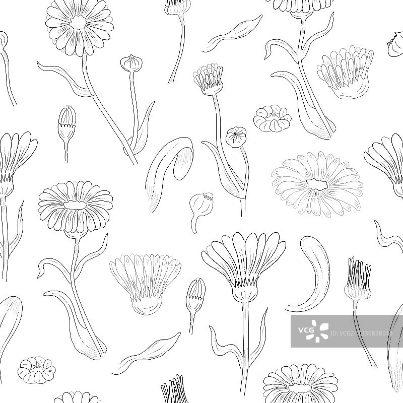 无缝图案与沙漠金盏花部分图片素材