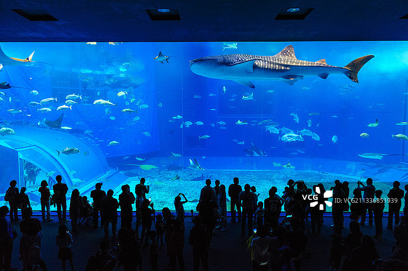 冲绳海洋馆图片素材