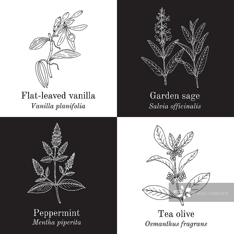 芳香型食用及药用植物套装图片素材