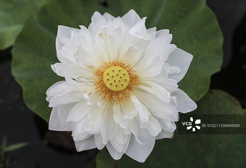 夏天公园荷花盛开图片素材