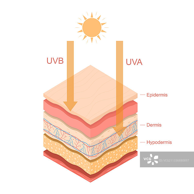 卡通彩色紫外线分层人体皮肤图片素材