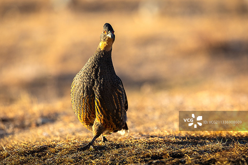 四川雉鹑图片素材