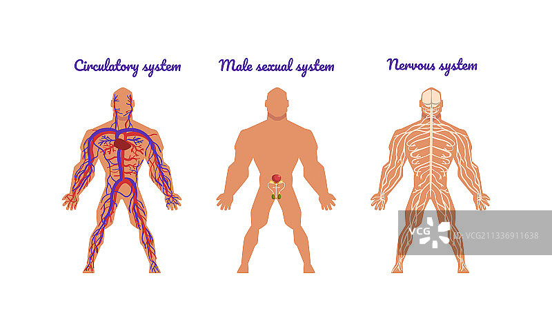 人体主要系统与循环系统图片素材
