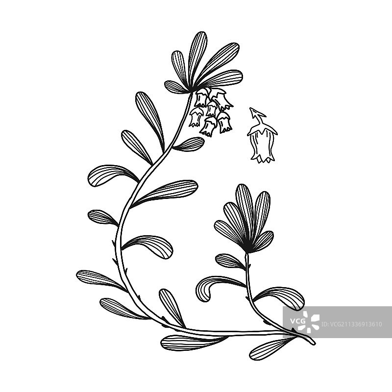 熊、浆果植物和叶子（白色背景，已隔离）图片素材