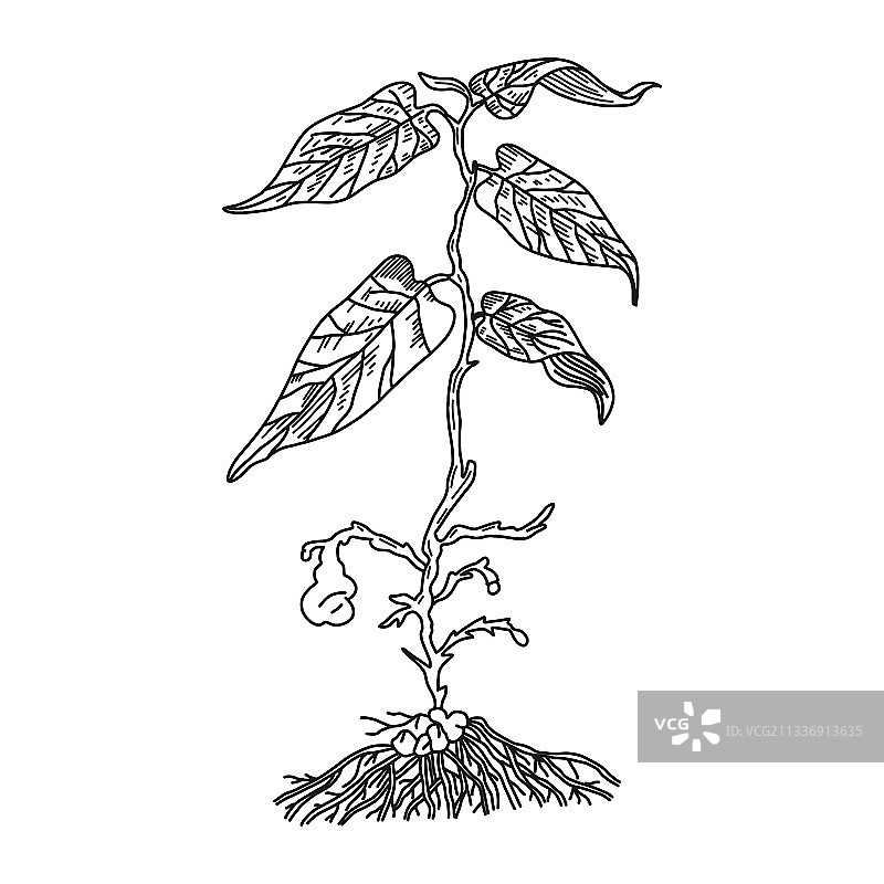 带根的马兜铃药用植物图片素材