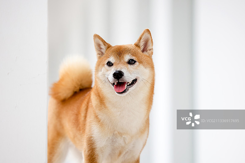 白色走廊里的日本柴犬图片素材