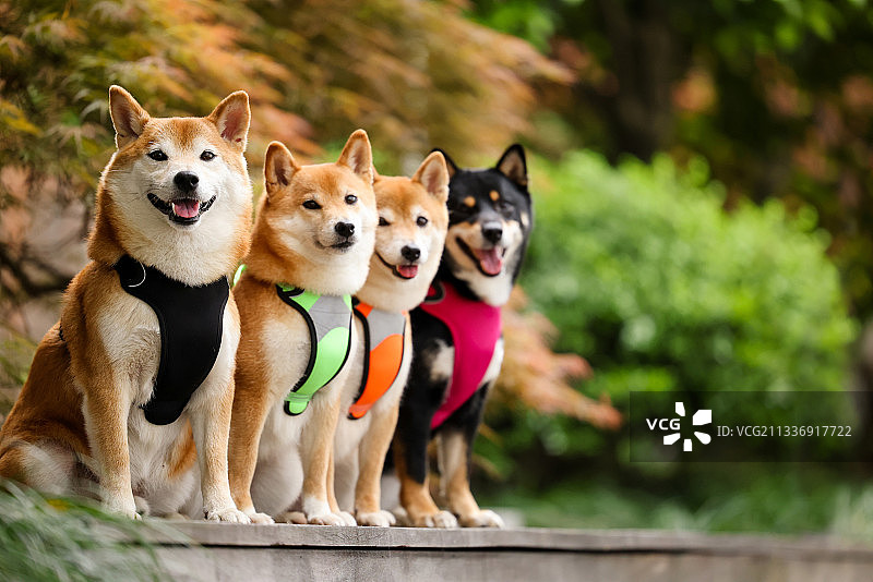 公园里的日本柴犬图片素材