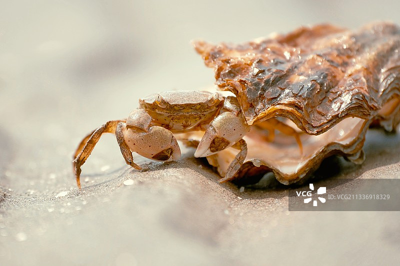 牡蛎壳与小螃蟹图片素材