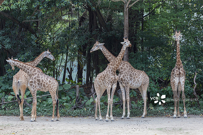可爱的长颈鹿图片素材