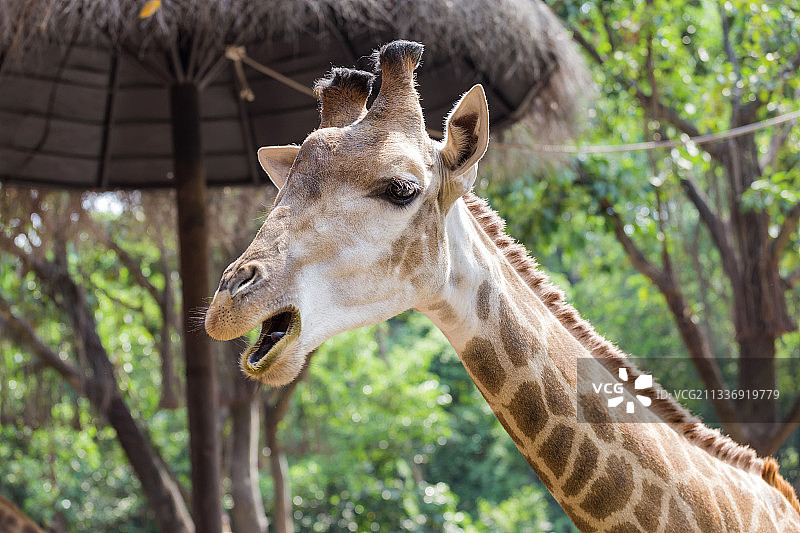 可爱的长颈鹿图片素材