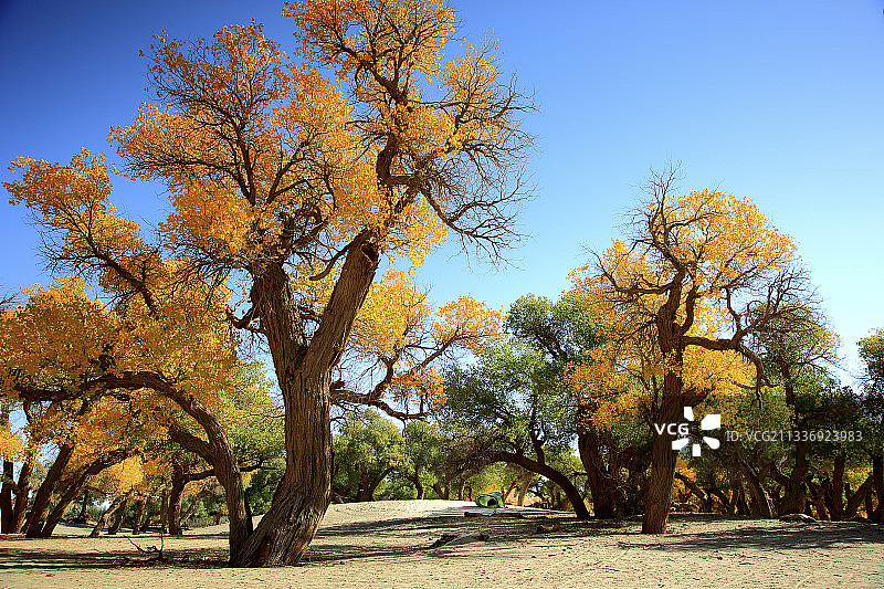 胡杨树图片素材