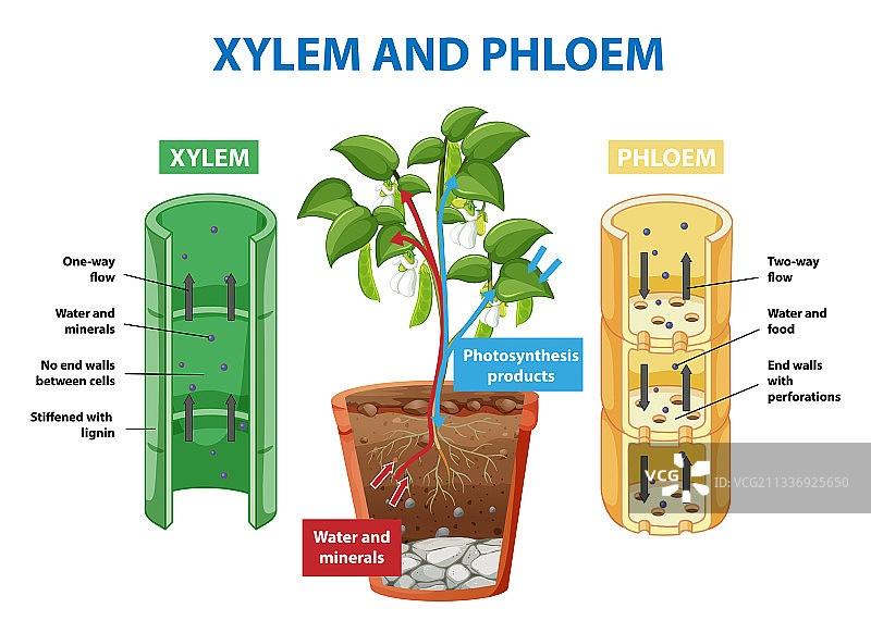 植物木质部韧皮部示意图图片素材