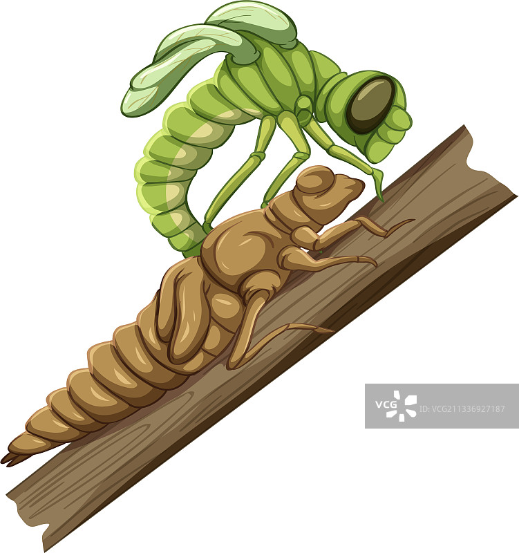 白色背景上的蜻蜓蜕皮阶段图片素材