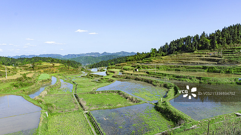 云南省曲靖市师宗县上古梯田图片素材