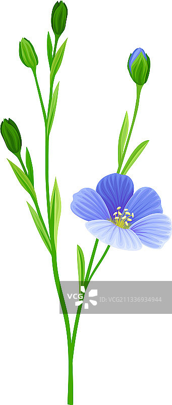 作为栽培植物的亚麻或亚麻籽图片素材