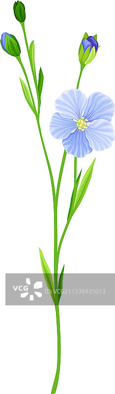 蓝色亚麻或亚麻籽花，有五个花瓣图片素材