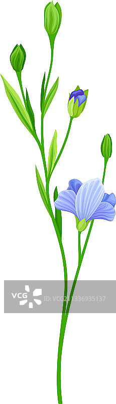 蓝色亚麻或亚麻籽栽培开花图片素材
