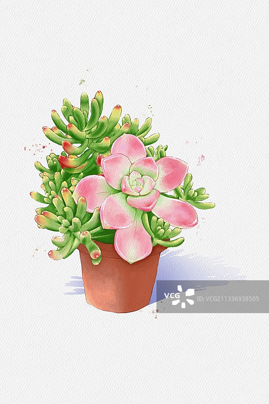 水彩多肉图片素材