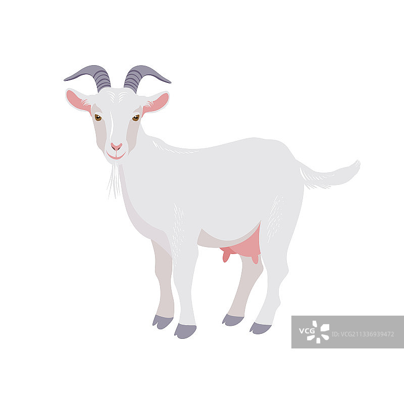 白色背景上的山羊，家畜图片素材