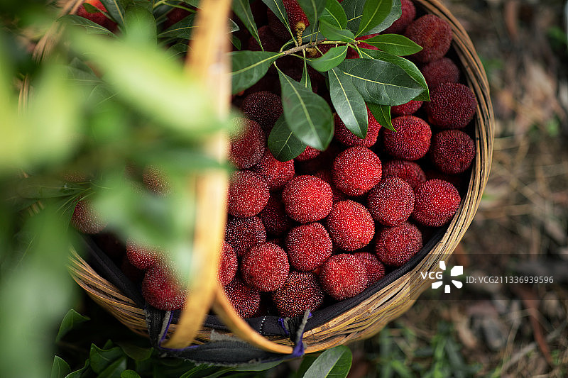 浙江仙居杨梅图片素材