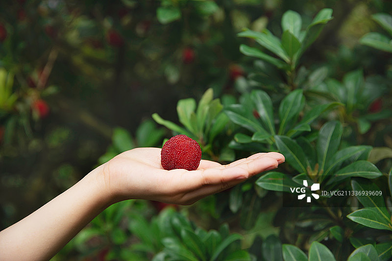 浙江仙居杨梅图片素材