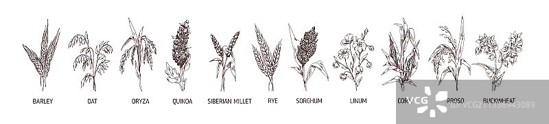 谷类植物、农作物（大麦、黑麦、玉米）套装图片素材