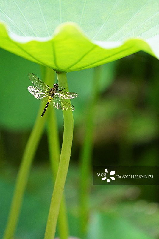 蜻蜓与荷图片素材
