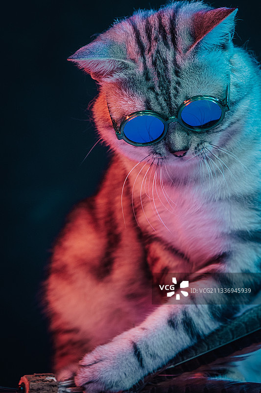 红蓝光背景下的戴眼镜的美国短毛猫图片素材