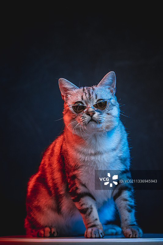 红蓝光背景下的戴眼镜的美国短毛猫图片素材