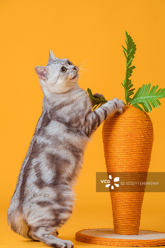 玩萝卜猫爬架的美国短毛猫图片素材