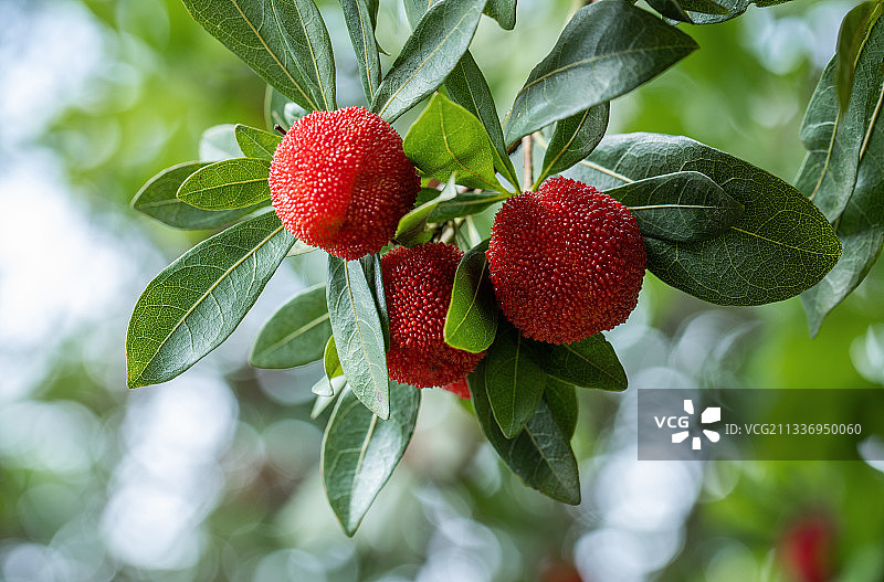仙居杨梅图片素材