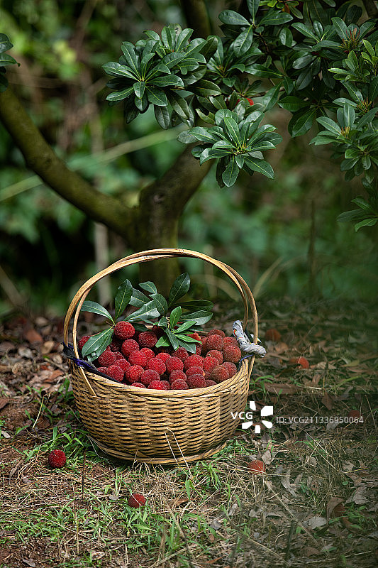 仙居杨梅图片素材
