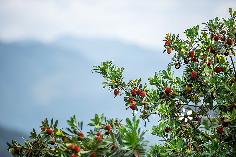 仙居杨梅图片素材