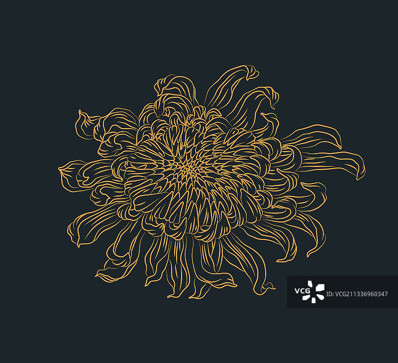 线描菊花图案图片素材