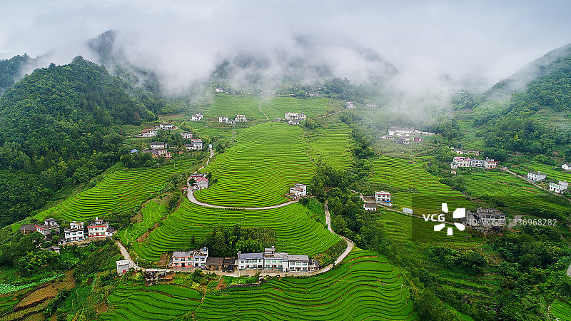 陕西岚皋桂花梯田图片素材