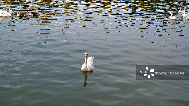 独立的一只鹅图片素材