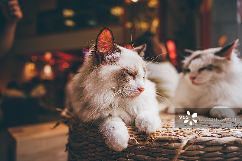 在咖啡馆中休息的小猫图片素材