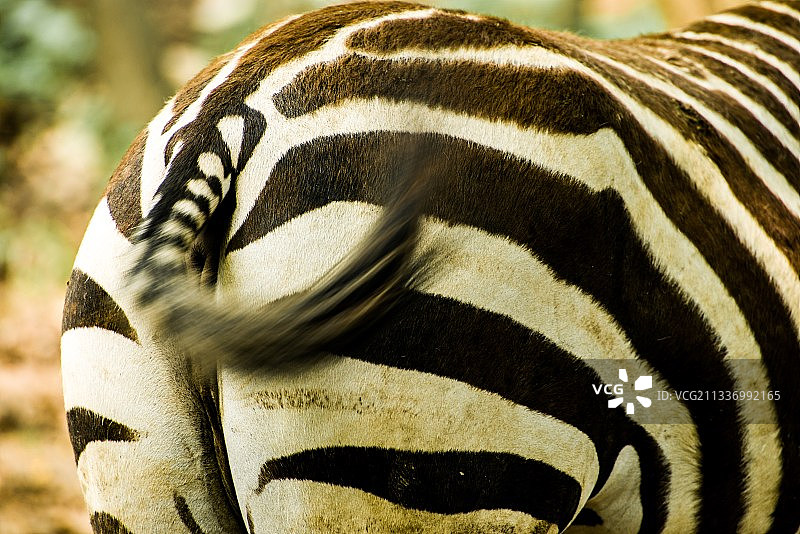 斑马甩尾  摄于上海动物园图片素材