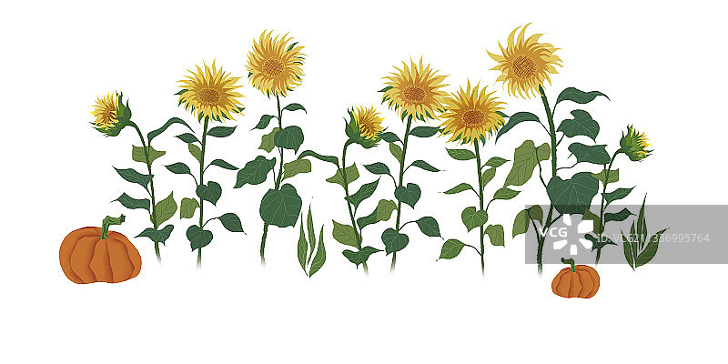 二十四节气之立秋图片素材