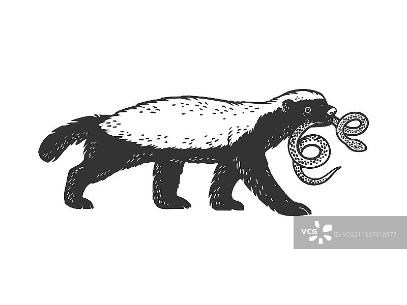 蜜獾素描图片素材