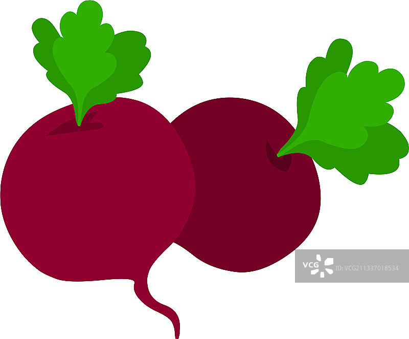 甜菜根图片素材