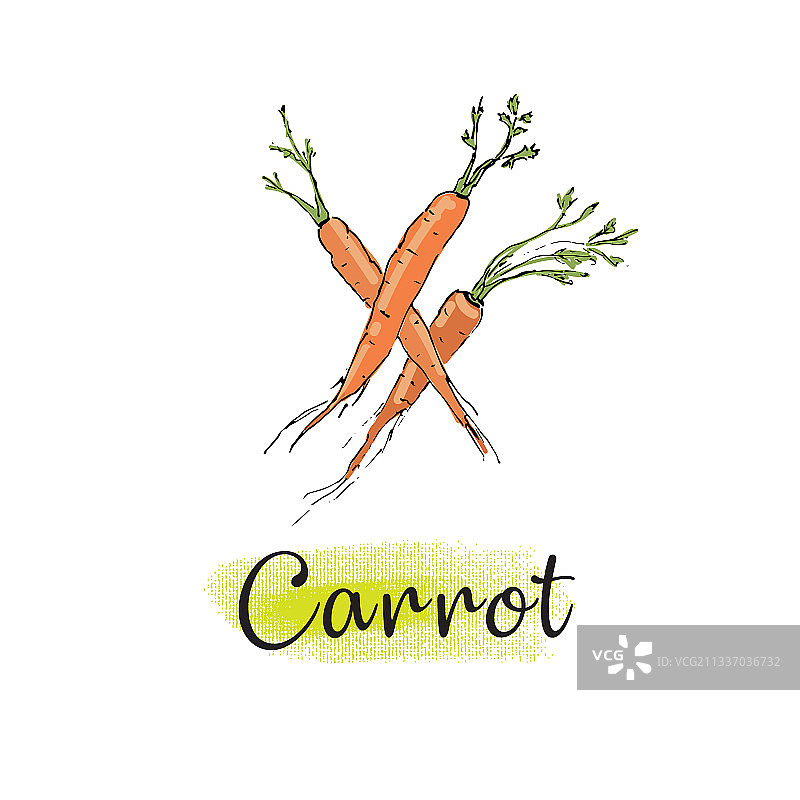 素描风格的一堆胡萝卜图片素材