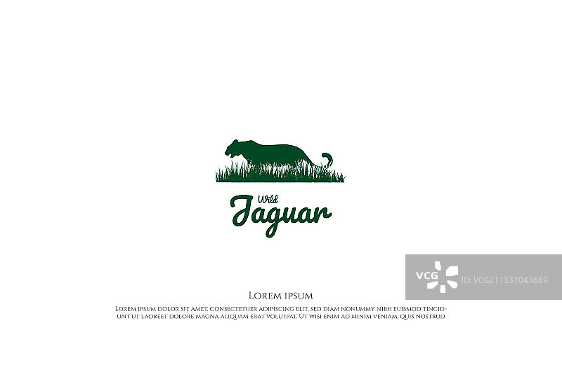 野生老虎、豹子、美洲虎、美洲豹、彪马、猎豹图片素材