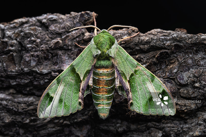 榆绿天蛾图片素材