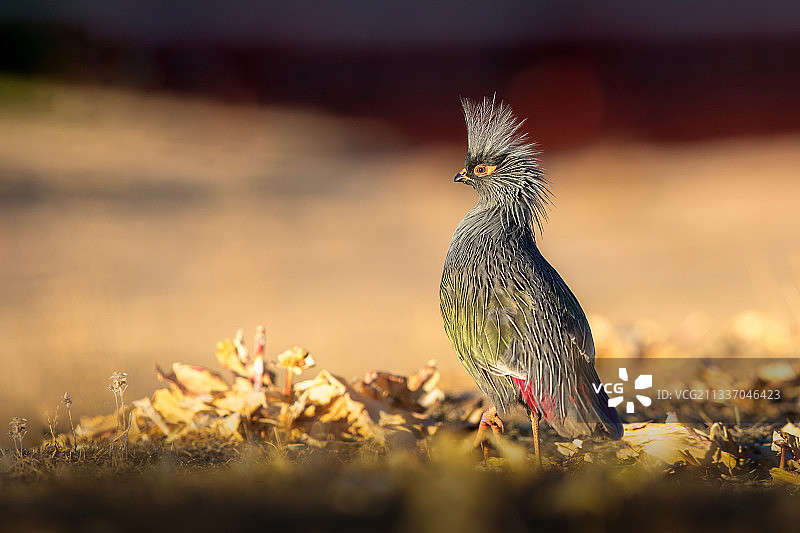 血雉的发型图片素材