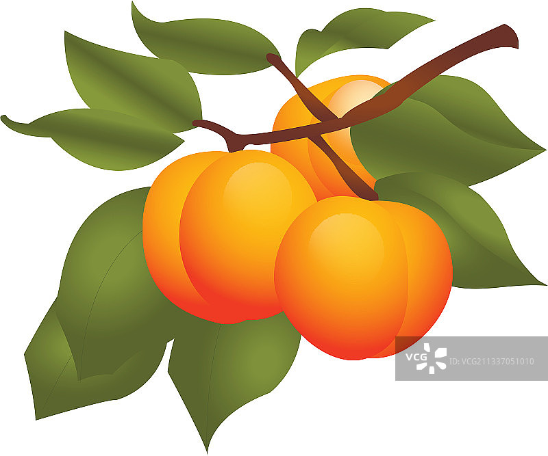 植物上的杏子图片素材